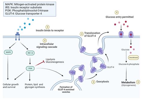 Insulin action .